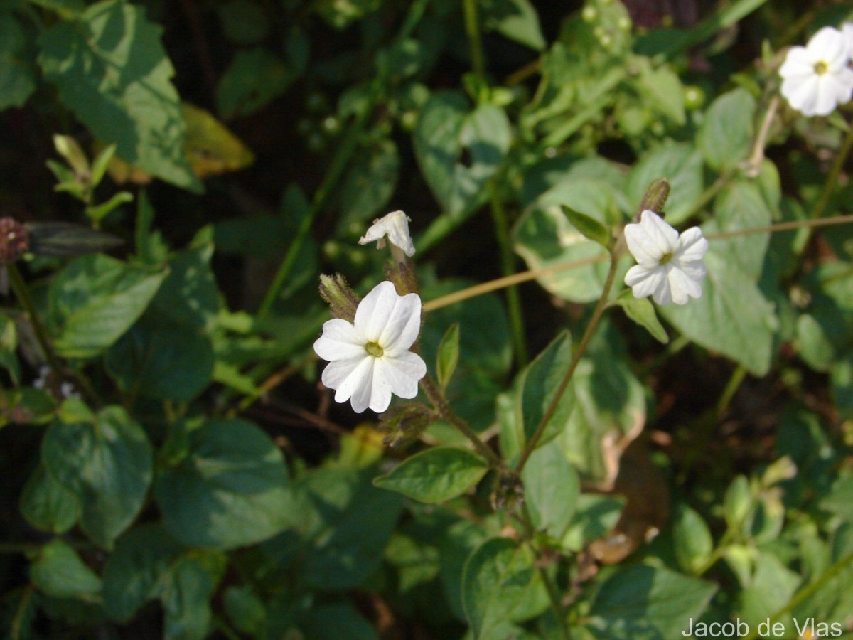 Browallia americana L.